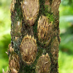 Cyathea cooperi