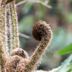 Cyathea cooperi