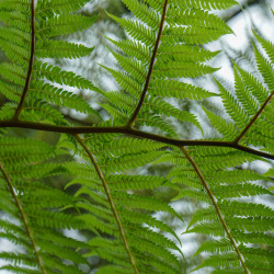 Cyathea cooperi