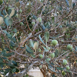 Feijoa sellowiana
