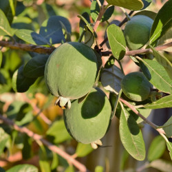 Feijoa sellowiana