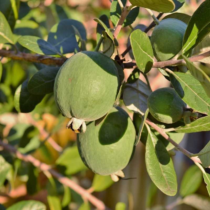Feijoa sellowiana