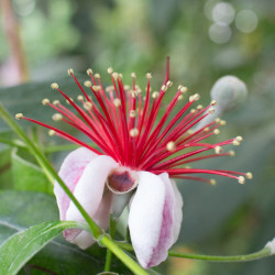Feijoa sellowiana