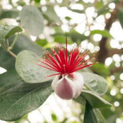 Feijoa sellowiana