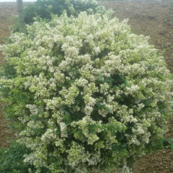 Ligustrum jonandrum (delavayanum) - Troène du Yunnan