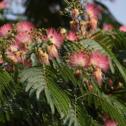 Albizia julibrissin 'Ombrella' ® - Arbre de soie