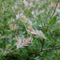 Salix integra 'Hakuro-Nishiki' - Saule crevette