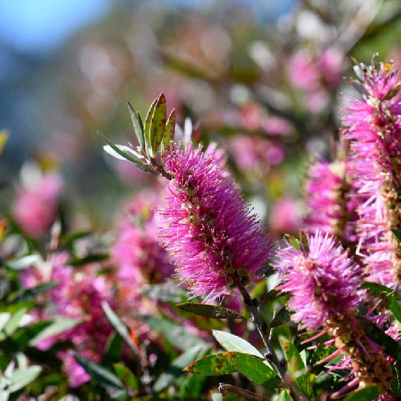 Callistemon salignus ‘Perth Pink’ - Rince-bouteille