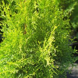 Thuja occidentalis Emeraude