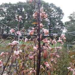 Viburnum bodnantense ‘Charles Lamont‘