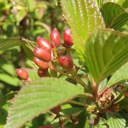 Viburnum bodnantense ‘Charles Lamont‘