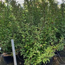 Viburnum bodnantense ‘Charles Lamont‘
