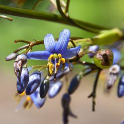 Dianella caerulea ‘Clarity Blue‘ ®