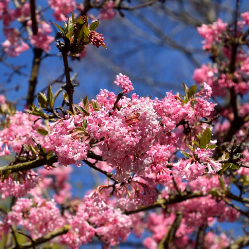 Viburnum bodnantense ‘Charles Lamont‘ - Viorne d'hiver