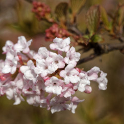 Viburnum bodnantense ‘Charles Lamont‘ - Viorne d'hiver