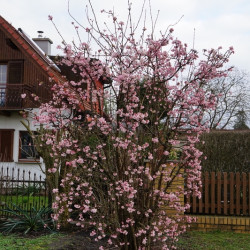 Viburnum bodnantense ‘Charles Lamont‘ - Viorne d'hiver