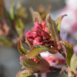 Viburnum bodnantense ‘Charles Lamont‘ - Viorne d'hiver