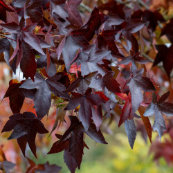 Liquidambar styraciflua Worplesdon