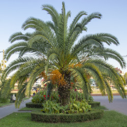 Phoenix canariensis - Palmier dattier des Canaries