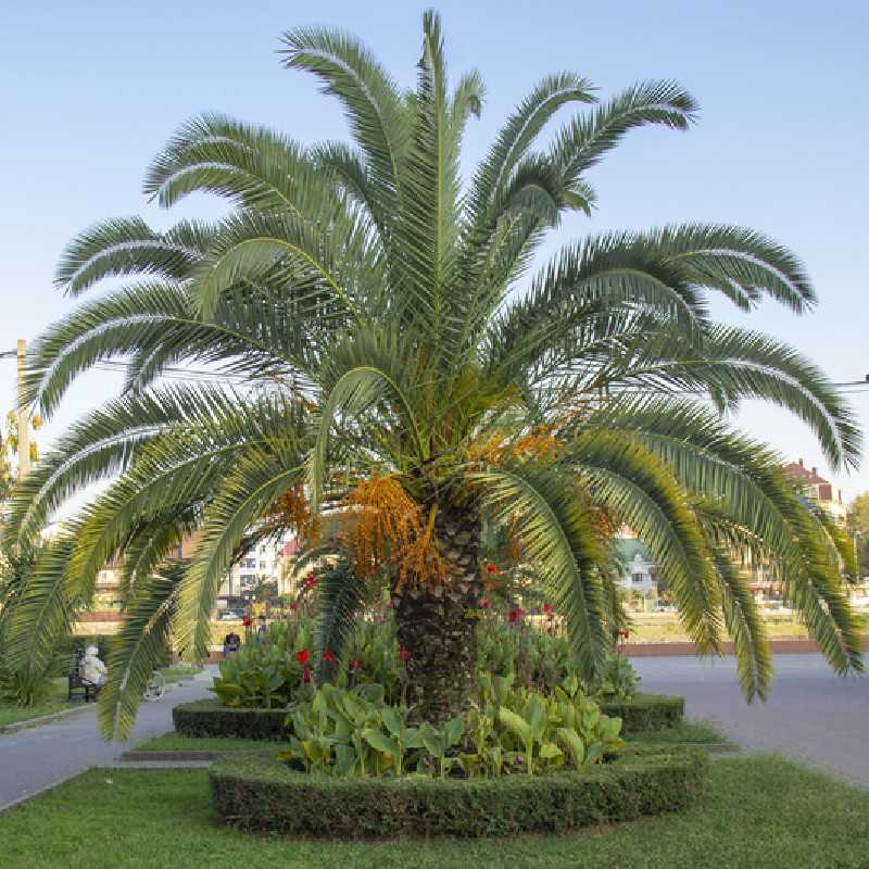 Phoenix canariensis - Palmier dattier des Canaries