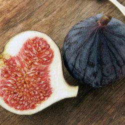 Ficus carica 'Violette Dauphine' - Figuier