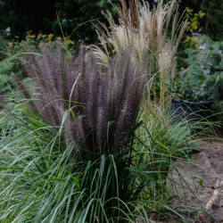 Pennisetum alopecuroides 'Black Beauty' - Herbe aux écouvillons