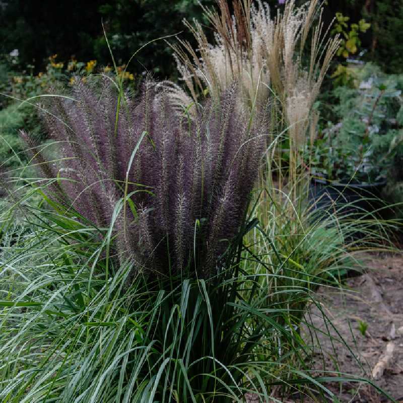Pennisetum alopecuroides 'Black Beauty' - Herbe aux écouvillons