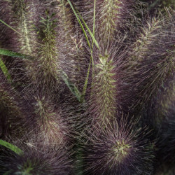 Pennisetum alopecuroides 'Black Beauty' - Herbe aux écouvillons