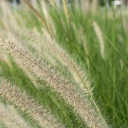Pennisetum alopecuroides Hameln