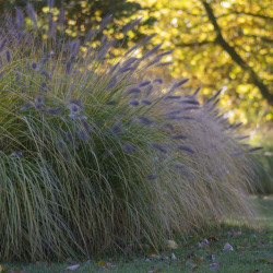 Pennisetum alopecuroides Hameln