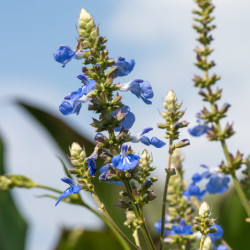 Salvia uliginosa