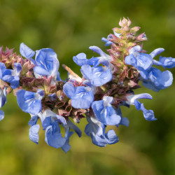 Salvia uliginosa