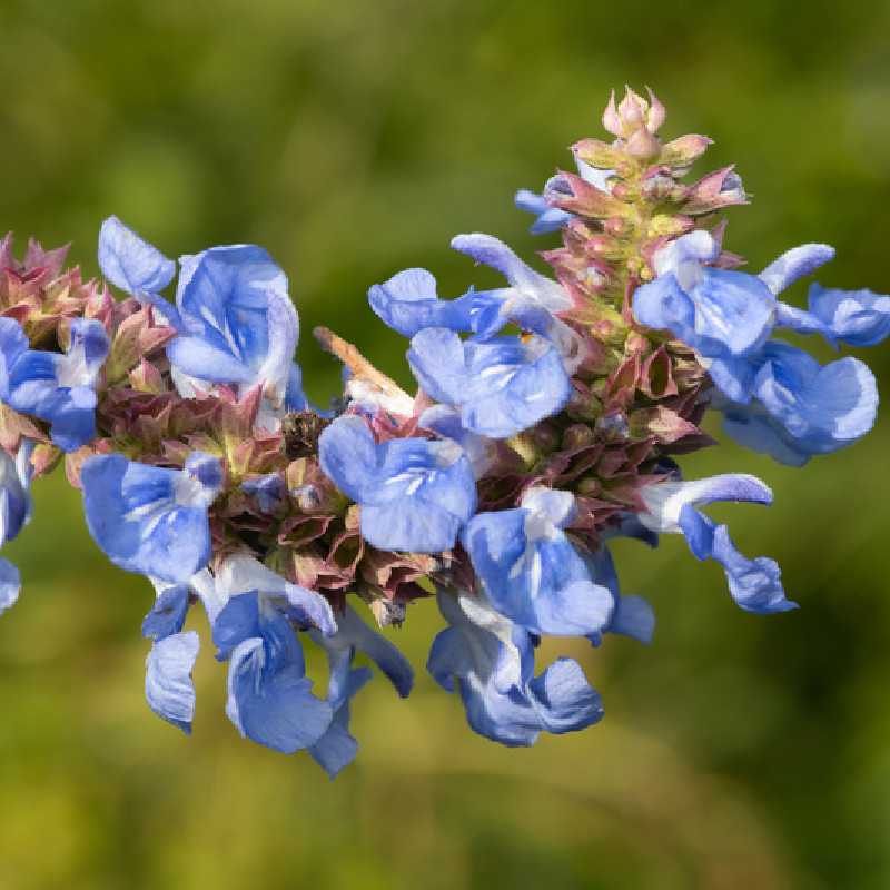 Salvia uliginosa