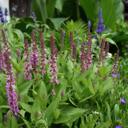 Salvia nemorosa ‘Apex‘ ® Pink
