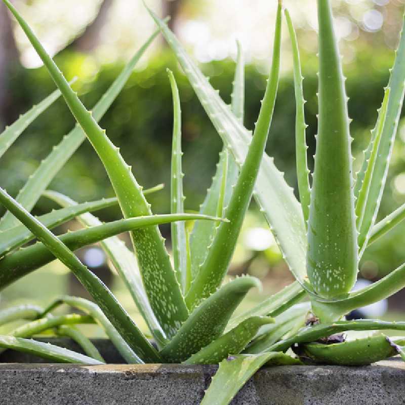 Aloe vera