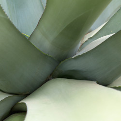 Agave americana