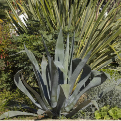 Agave americana