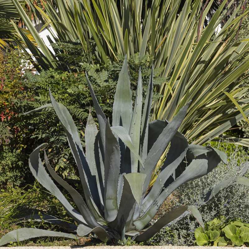Agave americana