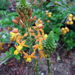 Bulbine frutescens Hallmarck