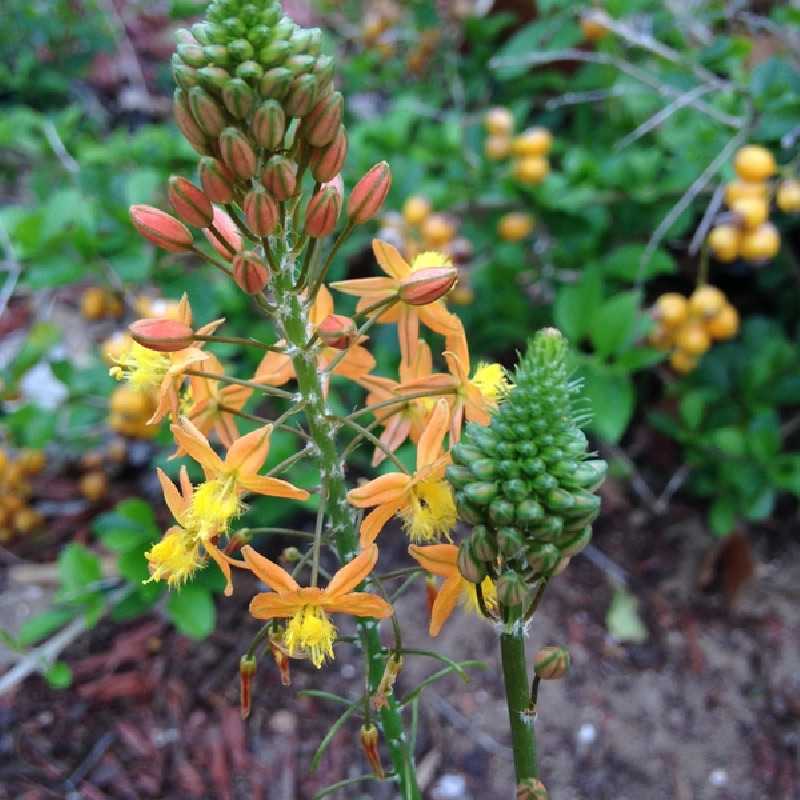 Bulbine frutescens Hallmarck