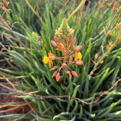 Bulbine frutescens Hallmarck