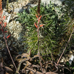 Aloe rauhii Cleopatra