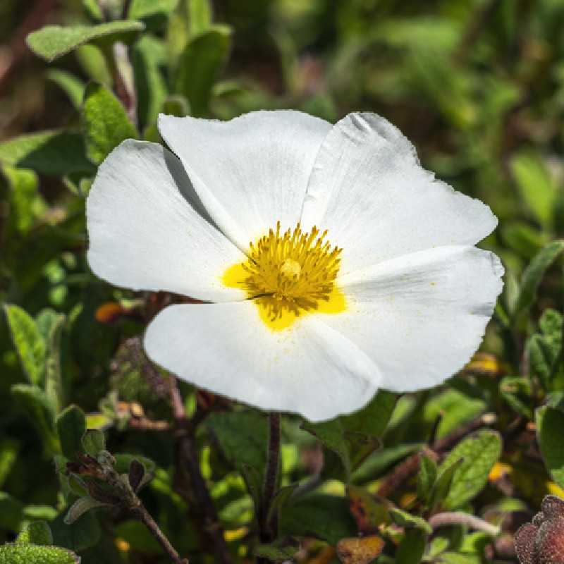 Cistus × corbariensis - Ciste des Corbières