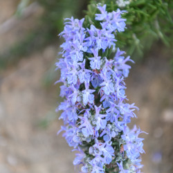Rosmarinus officinalis ‘Pointe du Raz’