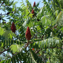 Rhus typhina ‘Tiger Eyes‘