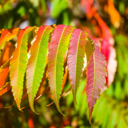 Rhus typhina ‘Tiger Eyes‘
