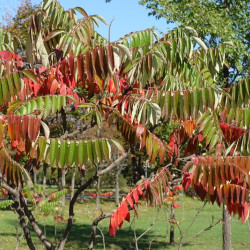 Rhus typhina ‘Tiger Eyes‘