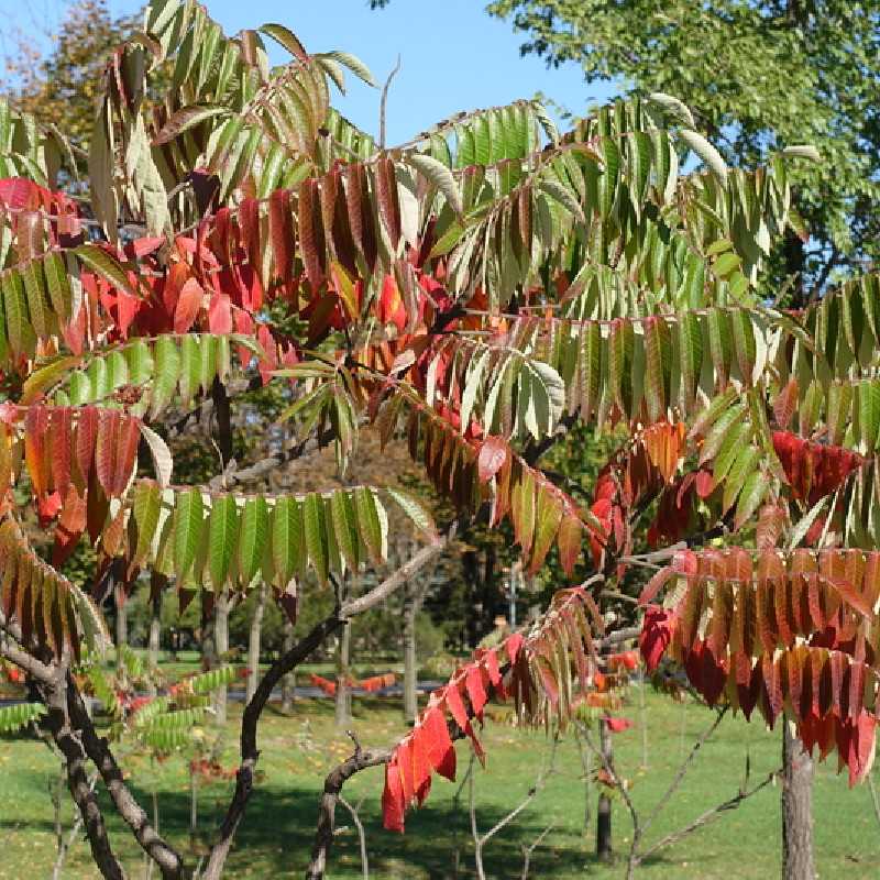 Rhus typhina ‘Tiger Eyes‘