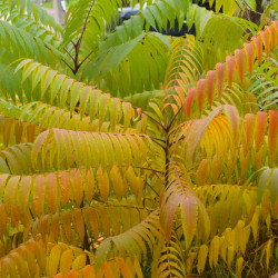 Rhus typhina ‘Tiger Eyes‘