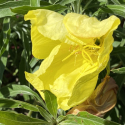 Oenothera missouriensis